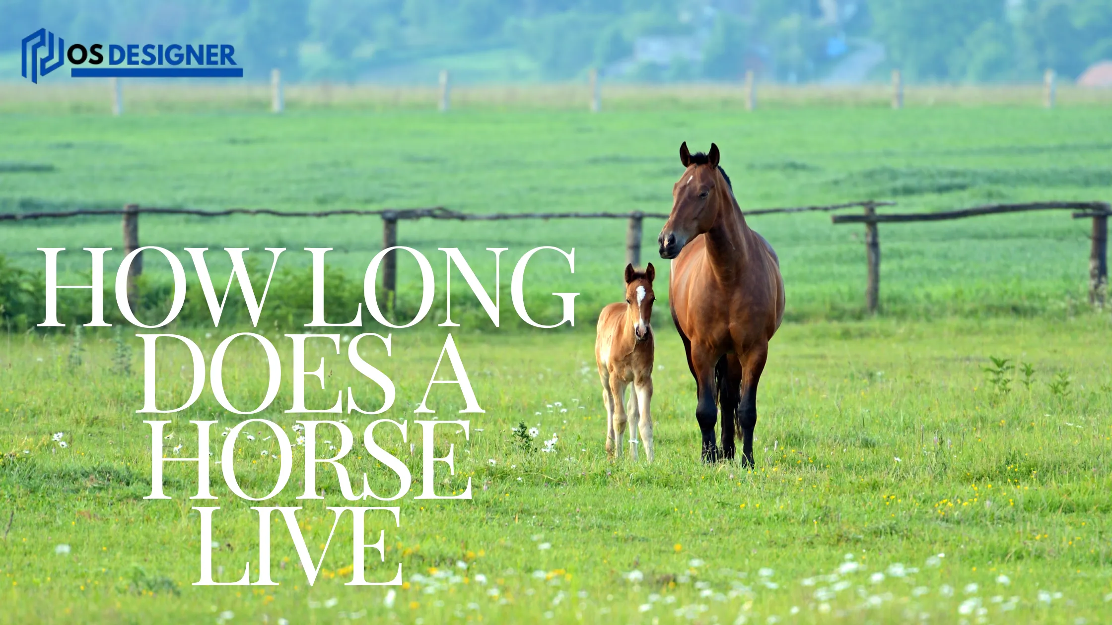 A mare walking with her foal in a green field, symbolizing the journey of a horse's lifespan, asking "How Long Does a Horse Live?"