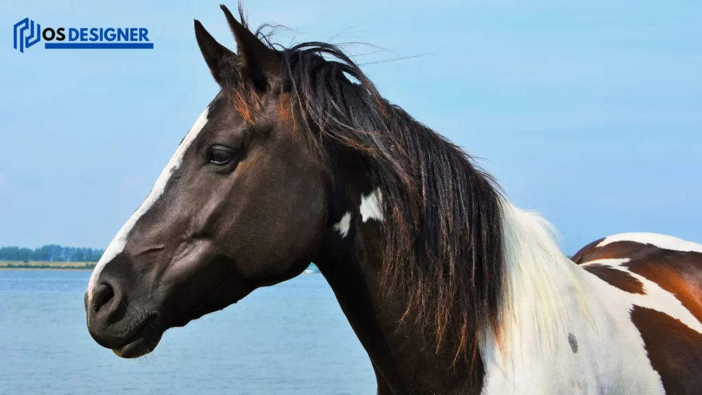 Close-up of a horse’s profile against a scenic background, reflecting the strength and longevity, prompting "How Long Does a Horse Live?"