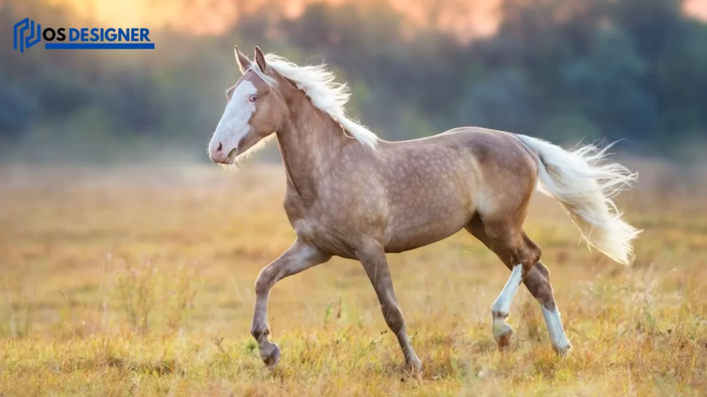 A light-colored horse galloping in a field during sunset, embodying vitality and raising the question, "How Long Does a Horse Live?"