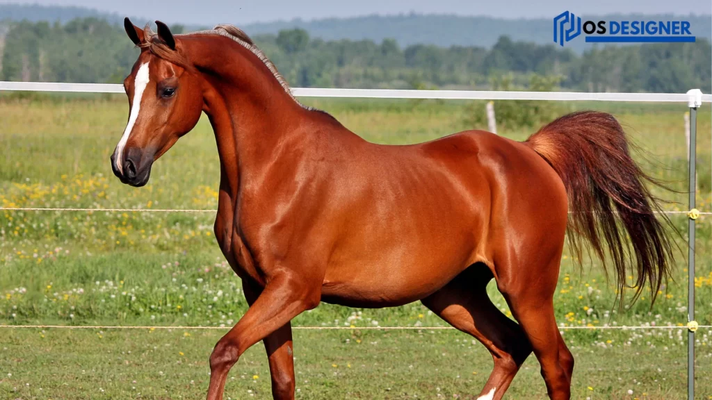 A chestnut horse standing confidently in an open pasture, evoking thoughts about "How Long Does a Horse Live?"