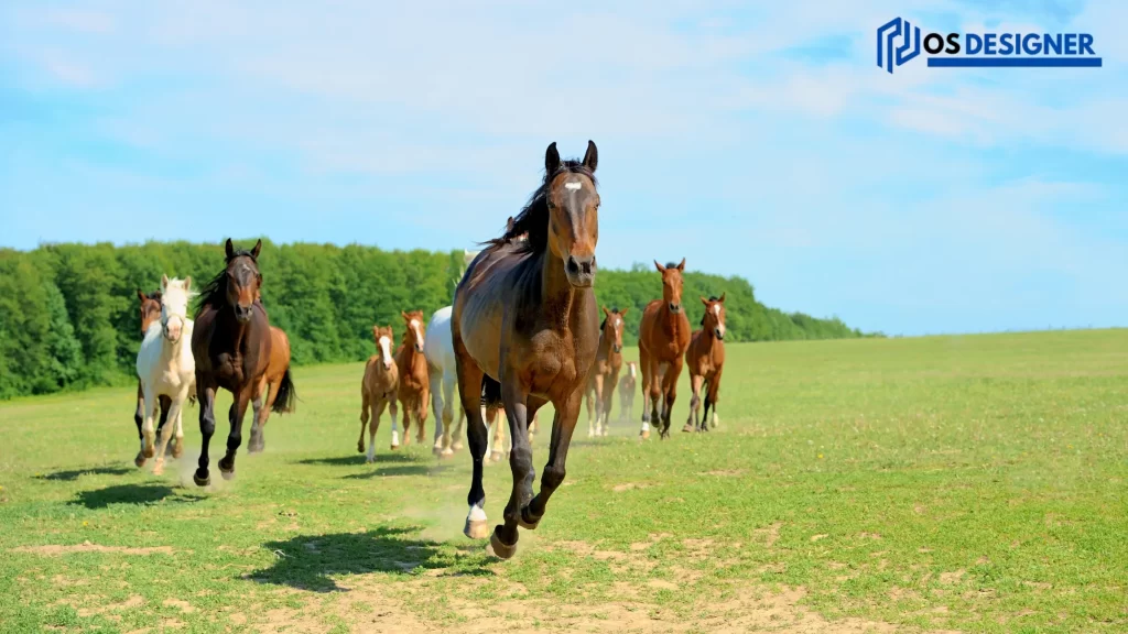 A herd of horses running freely in a green field, showcasing their vigor and freedom while pondering "How Long Does a Horse Live?"